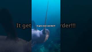 Wait Narwhal Horns Are Made of WHAT😱🐋 crazyfacts wow curiousanimals [upl. by Tamberg]