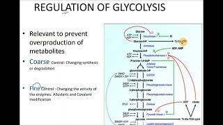 Regulation Of GLYCOLYSIS via Allosteric and Covalent Modification [upl. by Oiramat]