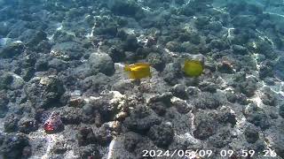 Snorkeling in Hawaii Kealakekua Bay [upl. by Anaimad]