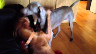 Weimaraner und Vizsla werden Hunde Freunde [upl. by Bearce252]