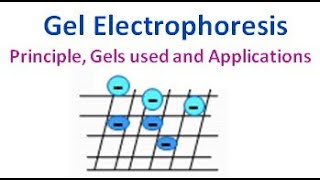 Gel Electrophoresis Principle Gels used Advantages Disadvantages and Applications [upl. by Yesac680]