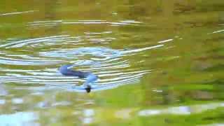 Florida Water Snake swimming my way [upl. by Delainey]