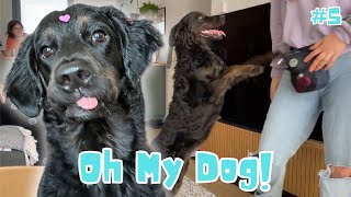 SUPER Excited Doodle Jumps On Everyone 🤪 Oh My Dog 5  Freya [upl. by Eelahs]