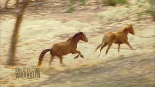 Brumbies in the wild [upl. by Cottrell]