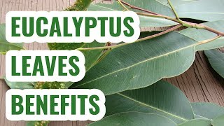 Eucalyptus leaves benefits [upl. by Herates]