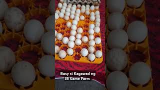 650 eggs ng JB Game Farm gamefowlbreeder rooster chicken [upl. by Cath]