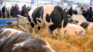 la foire agriculture de Paris 2015 les plus beaux taureaux [upl. by Leinnad]