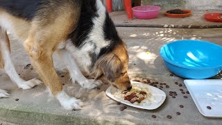 dog eating lunch [upl. by Lipps84]