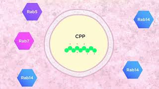 How do cationic cellpenetrating peptides enter cells [upl. by Yatnuhs]