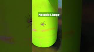 Pantropical JumperPlexippus paykulliBeneficial spider🕷️jumping spiderinsectsnatureentomology [upl. by Ieppet]