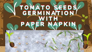 Tomato Seeds Germination in Paper Napkin  Indoor Method  Early Start [upl. by Strepphon642]