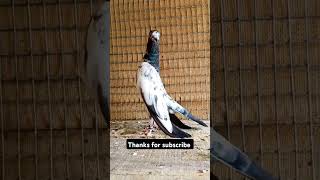 Pigeonfancier video  whatsapp status [upl. by Nnoj]