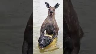 Man Rescues His Dog From Being Drowned By Kangaroo [upl. by Carlyle]