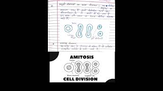 What is Amitosis  class 11th biology chapter 10 Cell Division or cell cycle [upl. by Retxed360]