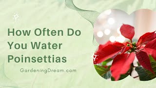 How Often Do You Water Poinsettias [upl. by Kennie42]