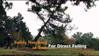 How to Safely Notch a Tree for Direct Felling [upl. by Aurelea102]