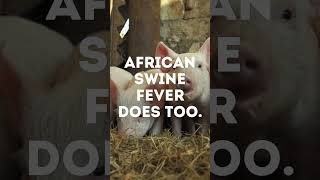 So Cute So Vulnerable Learn to Protect Your Pigs From African Swine Fever [upl. by Siduhey]