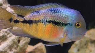 American Cichlid Species  Hypsophrys nicaraguensis quotNicaraguan Cichlidquot Female [upl. by Hazeghi]