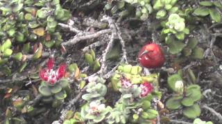 Apapane  Birds of Hawaii [upl. by Medwin]