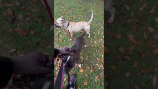 City Of Florissant Missouri Now Has A Leash Law For Dogs Dogs SocializingPart1 [upl. by Ecallaw]