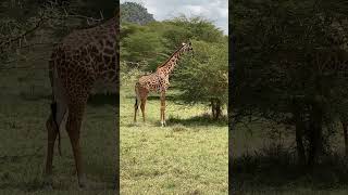 A Young Giraffe Eating the Limbs and Leaves from Top of a Tree in Kenya Africa [upl. by Yddub]