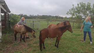 Galiceño colts at the Galiceños of Suwannee Ranch [upl. by Sue]