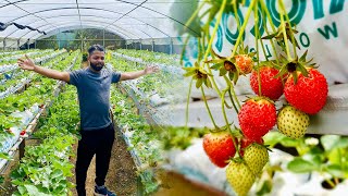 Strawberry 🍓 farms Nuwaraeliya  inside of the polytunnel  greenhouse in Sri Lanka [upl. by Divan]