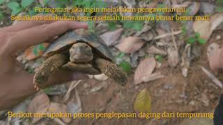 Edukasi Cara pengawetan tempurung Kinixys spekii tortoise part 1 [upl. by Gabi584]