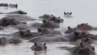 Hippo Pod in the Botswana Bush [upl. by Zilber]