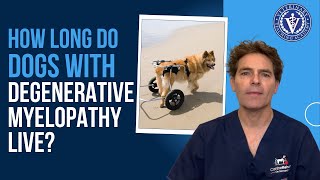 How long do dogs with Degenerative Myelopathy live [upl. by Padraig]