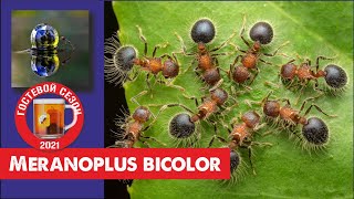 Муравьи Meranoplus bicolor Гостевой СЕЗОН [upl. by Vincenta]