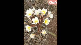 Chafa flowers shorts shortsbeta shoertsfeed viralvideo viralsong song nature village farm [upl. by Jaban]