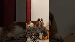 Cavalier King Charles spaniel puppies available in delhi call 7217811298 [upl. by Hiett664]