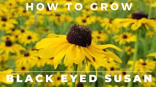 Black Eyed Susan Rudbeckia Hirta  Comprehensive Grow and Care Guide [upl. by Enyalahs442]