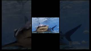 Bull Shark vs Hybodus bullshark hybodus shorts shortvideo sharks [upl. by Anenahs]