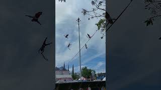 Voladores de Papantla [upl. by Anehsat]