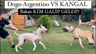 KURTÇU KANGAL VS DOGO ARGENTİNO TYSON VE AYI BOĞAN CARLOS [upl. by Liuqa]