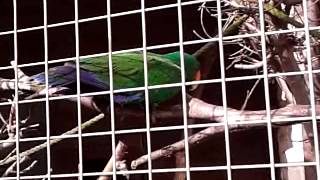 Sewerby hall parrot [upl. by Leandro]