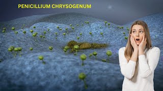 Penicillium chrysogenum FUNGI penicillin biology education information science fungalspores [upl. by Ogirdor]