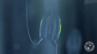 Southern Ocean zooplankton [upl. by Otrebor]