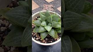 Haworthia…🥰 haworthia succulentaddict euphorbia cactusmania desertplants cactus plants [upl. by Corwin265]