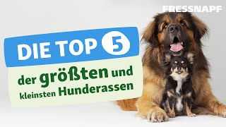 Top 5 größte und kleinste Hunderassen I FRESSNAPF [upl. by Lee]