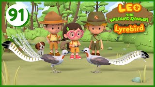 The Lyrebird  Leo The Wildlife Ranger Episode 91 [upl. by Mitchiner397]