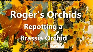 Repotting a Brassia Orchid [upl. by Muire]