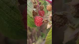 Fall raspberries raspberry fruit [upl. by Ecnerewal]