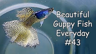 Guppy Channel  Beautiful Guppy Fish Everyday 43 [upl. by Acimot]