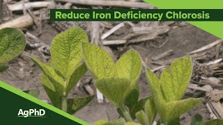 Iron Deficiency Chlorosis From Ag PhD 1128  Air Date 111719 [upl. by Nauqe]