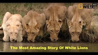 HD NatGeo Wild White Lion Documentary National Geographic [upl. by Mylo]