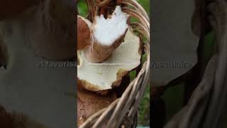 champignon Lallié pour renforcer ton cœur et ton système immunitaire Champignons SantéNaturelle [upl. by Enelam]