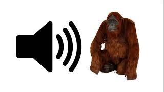 Orangutan  Sound Effect  ProSounds [upl. by Naicul]